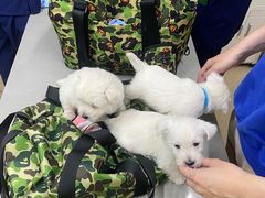 -爱侣宠医·鹦鹉专科·小型哺乳类·异宠专科(灵石路店)