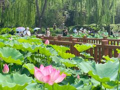 -莲花池公园