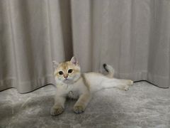 -lincat·猫舍(广州店)