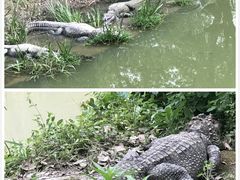 -中国扬子鳄村