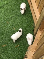 -萌宠亲子动物乐园(槐房万达店)