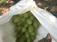 -马陆小张葡萄园农家乐