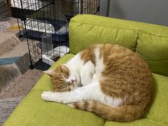 -pd派德宠物中心医院24H急重症·眼科中心·血液透析中心(嵩山北路店)