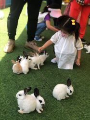 点击看大图 -萌宠亲子动物乐园(槐房万达店)