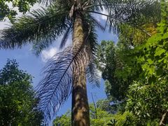 -深圳仙湖植物园