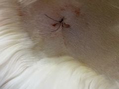 -创凡宠物医院·骨专科  猫科中心(西乡分院)