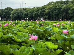 -荷塘月色湿地公园·向阳花洲