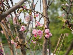 -观澜湖生态运动公社