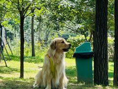 -爪吧宠物乐园 (温榆河示范区店)