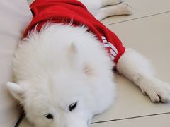 -怪兽屋·羊驼·猫咖·狗咖(俊华广场店)