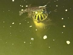 -DGE季风钓虾营地·团建·聚会