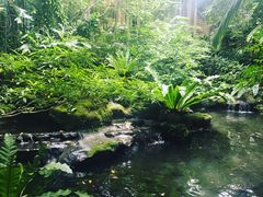 -绿光森林餐厅