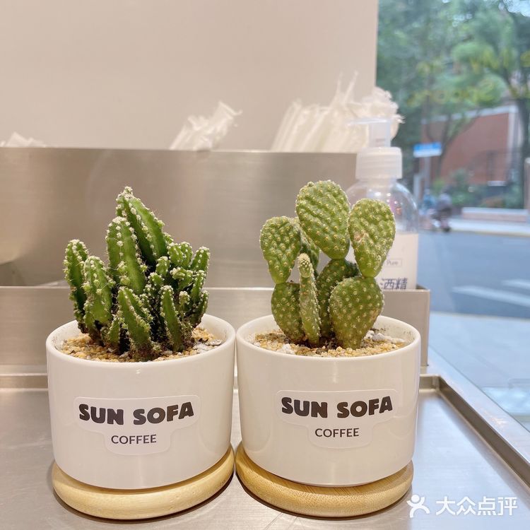 魔都小清新仙人掌咖啡店