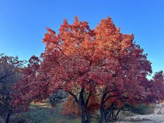 -五角枫生态旅游景区