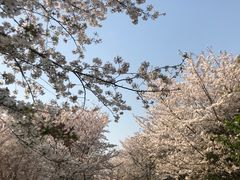 -顾村公园