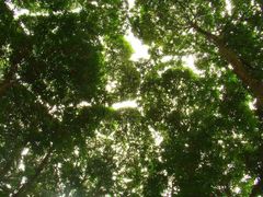 -南宁良凤江国家森林公园