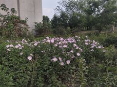 -白鹭湾湿地公园