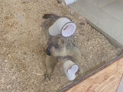 -怪兽屋·羊驼·猫咖·狗咖(俊华广场店)