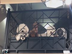 -小尾巴宠物店(万科·金域华庭店)