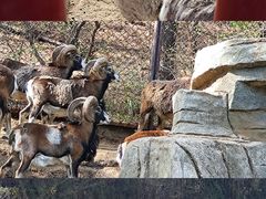 -沈阳森林动物园