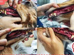 -帕帕拉兹宠物(亚洲旗舰店)