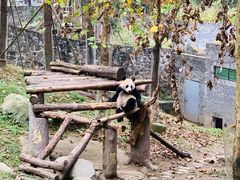 -都江堰中华大熊猫苑