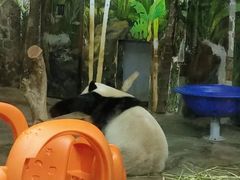 -海南热带野生动植物园