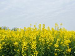 -中国天府农业博览园