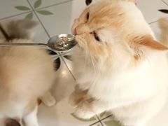 -喵喵咪呀布偶猫咖(春熙路店)