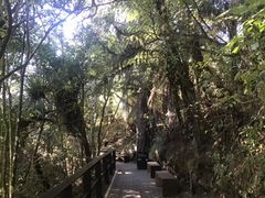 -怀托摩萤火虫洞