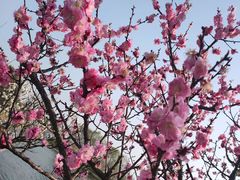 -泗洪洪泽湖湿地景区