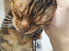 -楼上猫咖(罗湖店)
