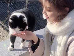 奥利奥的猫-喵屿·大理花园猫咖