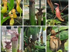 -国家植物园南园