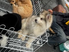 -哈尔滨道外花鸟鱼市场
