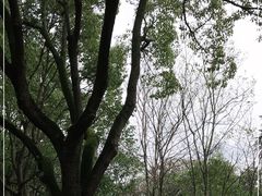 -东平国家森林公园