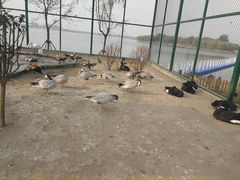 -武清南湖绿博园