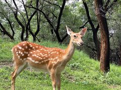 -承德避暑山庄景区
