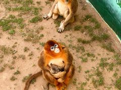 -西霞口神雕山野生动物世界