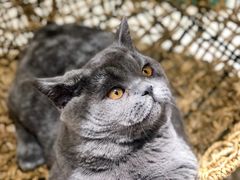 -飞行喵MR PILOT|猫舍·猫咖(静安大融城店)