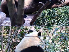 -成都大熊猫繁育研究基地