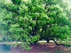 百年巨樟-上海兴国宾馆丽笙精选