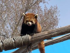 -北京野生动物园