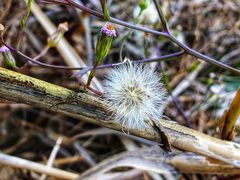 -上海吴淞炮台湾国家湿地公园