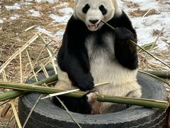 -沈阳森林动物园