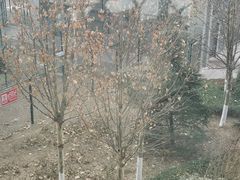-青岛胶东国际机场