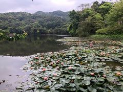 -广州市石门国家森林公园