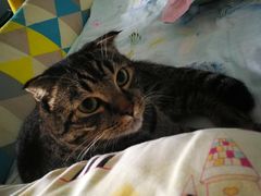 -纳吉亚猫专科动物诊疗中心(蒋宅口分院)