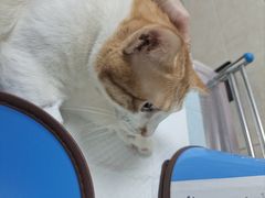-动物缘宠物医院·骨科·猫科(西二环店)