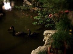 园林格兰云天大酒店太极名厨中餐厅-园林格兰云天大酒店-太极名厨中餐厅